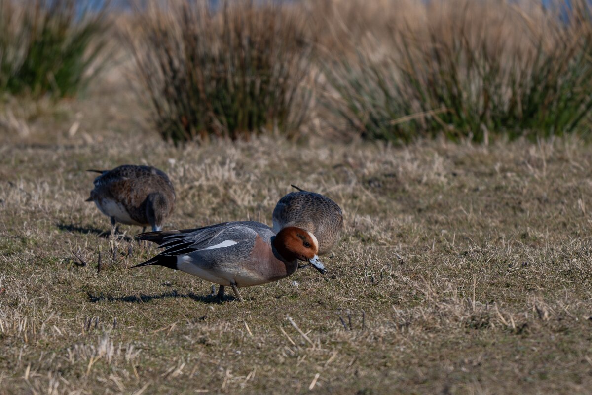 DP Wildlife Photography - Netherlands - Wigeon - B.jpg - Wigeon - Texel