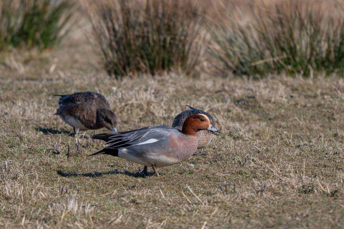 DP Wildlife Photography - Netherlands - Wigeon - C.jpg - Wigeon - Texel