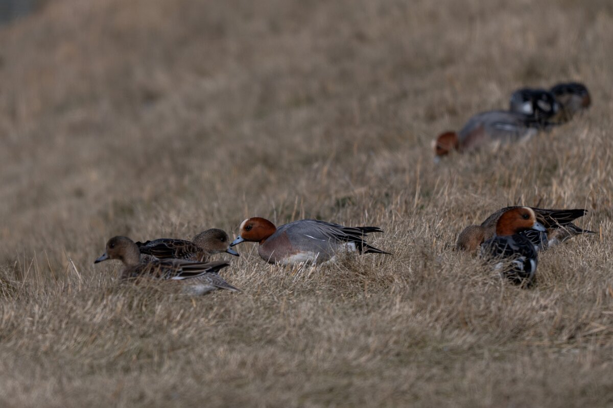 DP Wildlife Photography - Netherlands - Wigeon - D.jpg - Wigeon - Texel