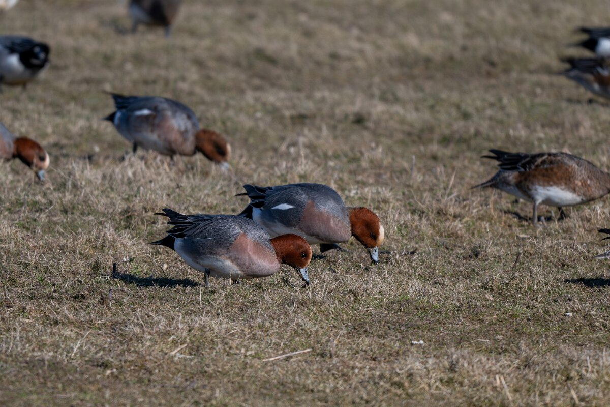 DP Wildlife Photography - Netherlands - Wigeon - E.jpg - Wigeon - Texel