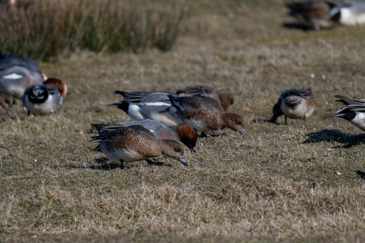 DP Wildlife Photography - Netherlands - Wigeon - F.jpg - Wigeon - Texel