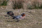 DP Wildlife Photography - Netherlands - Wigeon - C