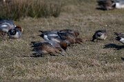 DP Wildlife Photography - Netherlands - Wigeon - F