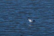 Avocet