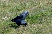 Jackdaw