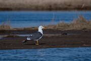 Lesser black-backed gull