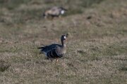 Russian white-fronted goose