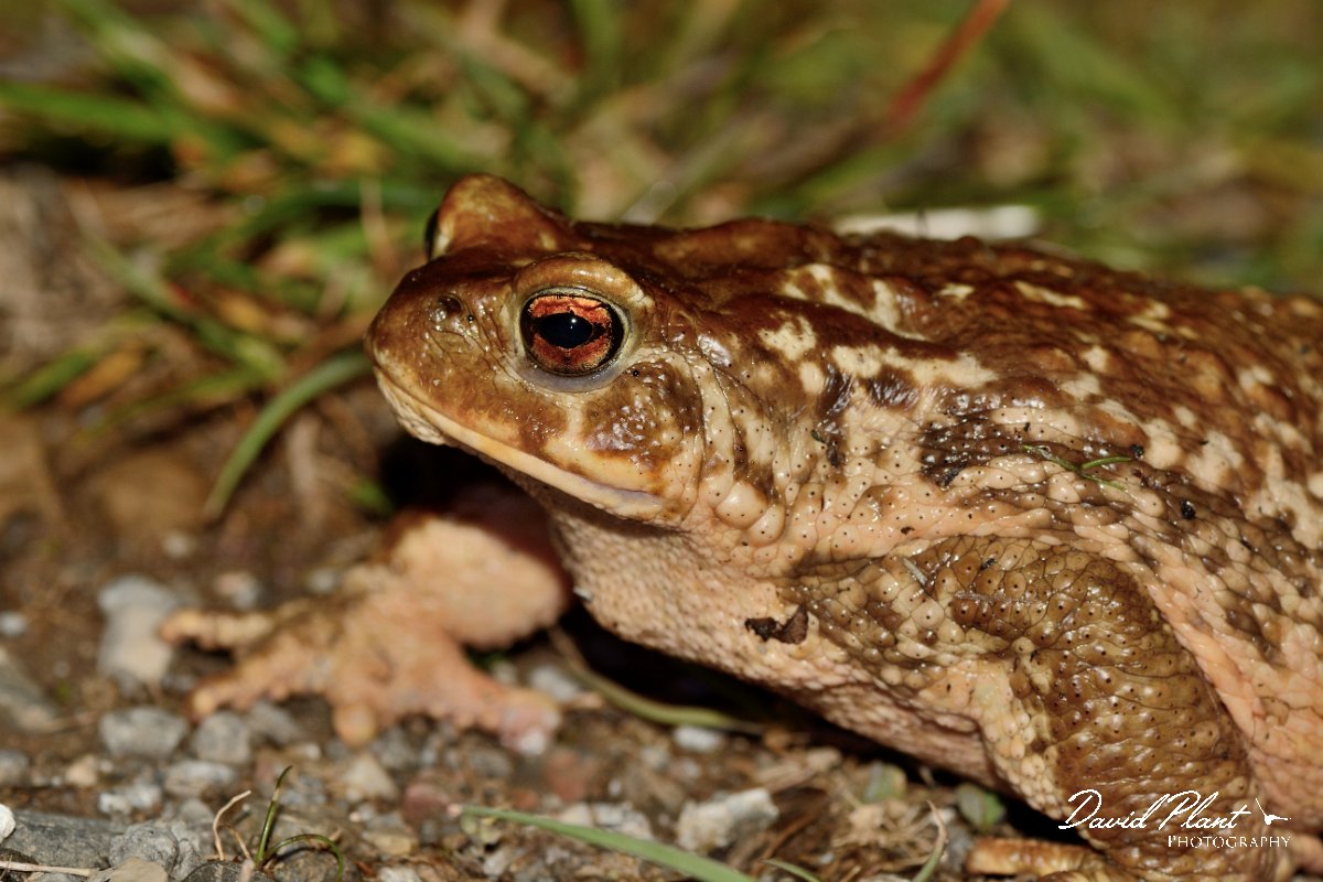 David Plant Photography - Wildlife Photography - Common toad - A.jpg - Spiny toad head - Serra de Monchique