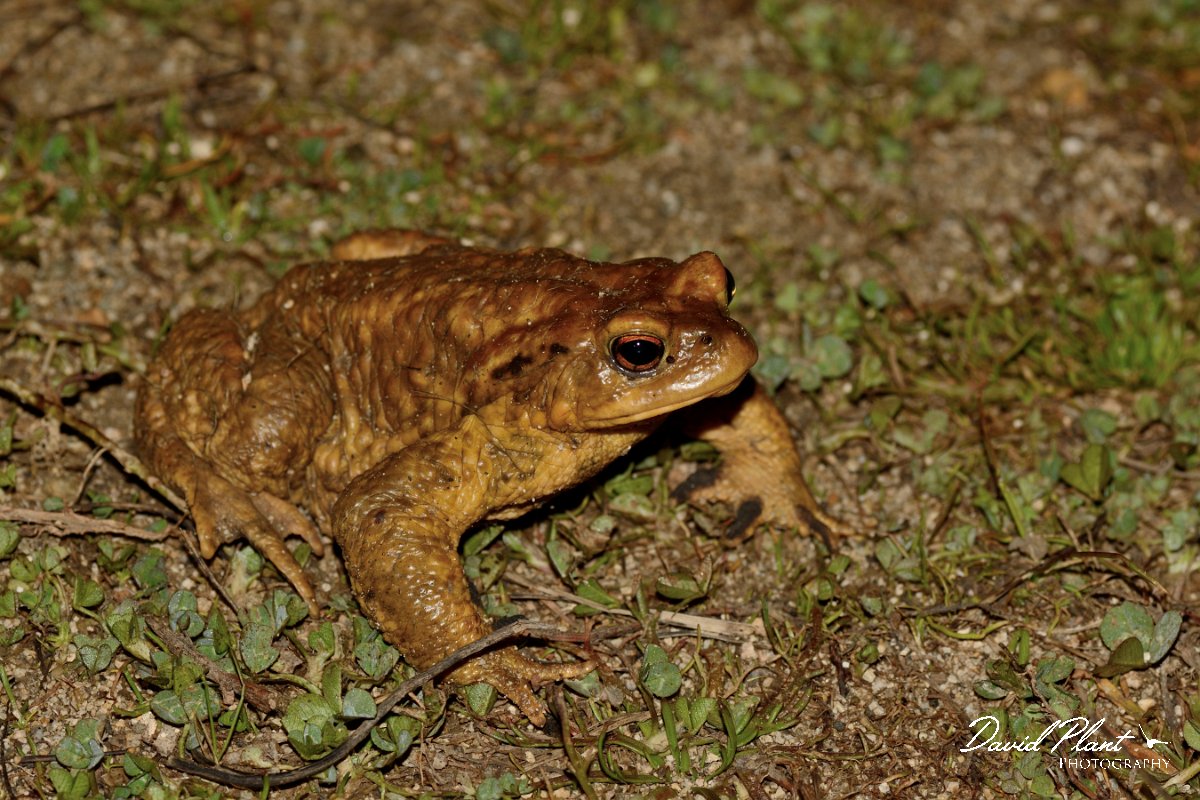 David Plant Photography - Wildlife Photography - Common toad - B.jpg - Spiny toad - Serra de Monchique