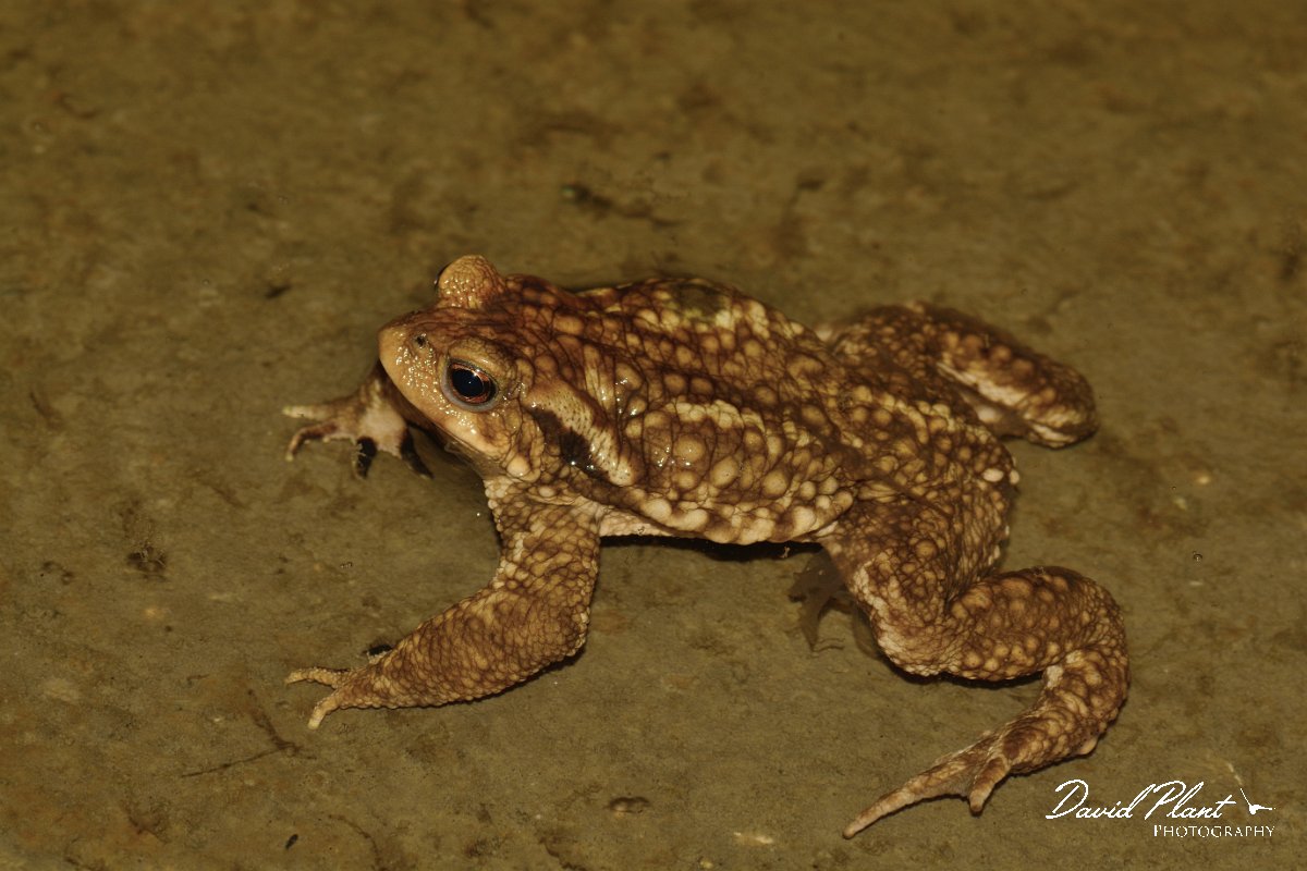 David Plant Photography - Wildlife Photography - Common toad - E.jpg - Spiny toad - Serra de Monchique