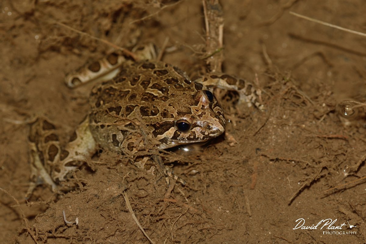 David Plant Photography - Wildlife Photography - Iberian painted frog - A.jpg - Iberian painted frog - Serra de Monchique