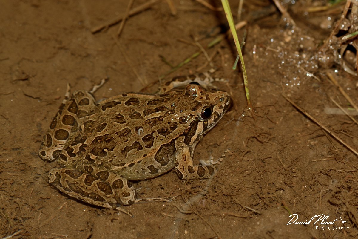David Plant Photography - Wildlife Photography - Iberian painted frog - B.jpg - Iberian painted frog - Serra de Monchique