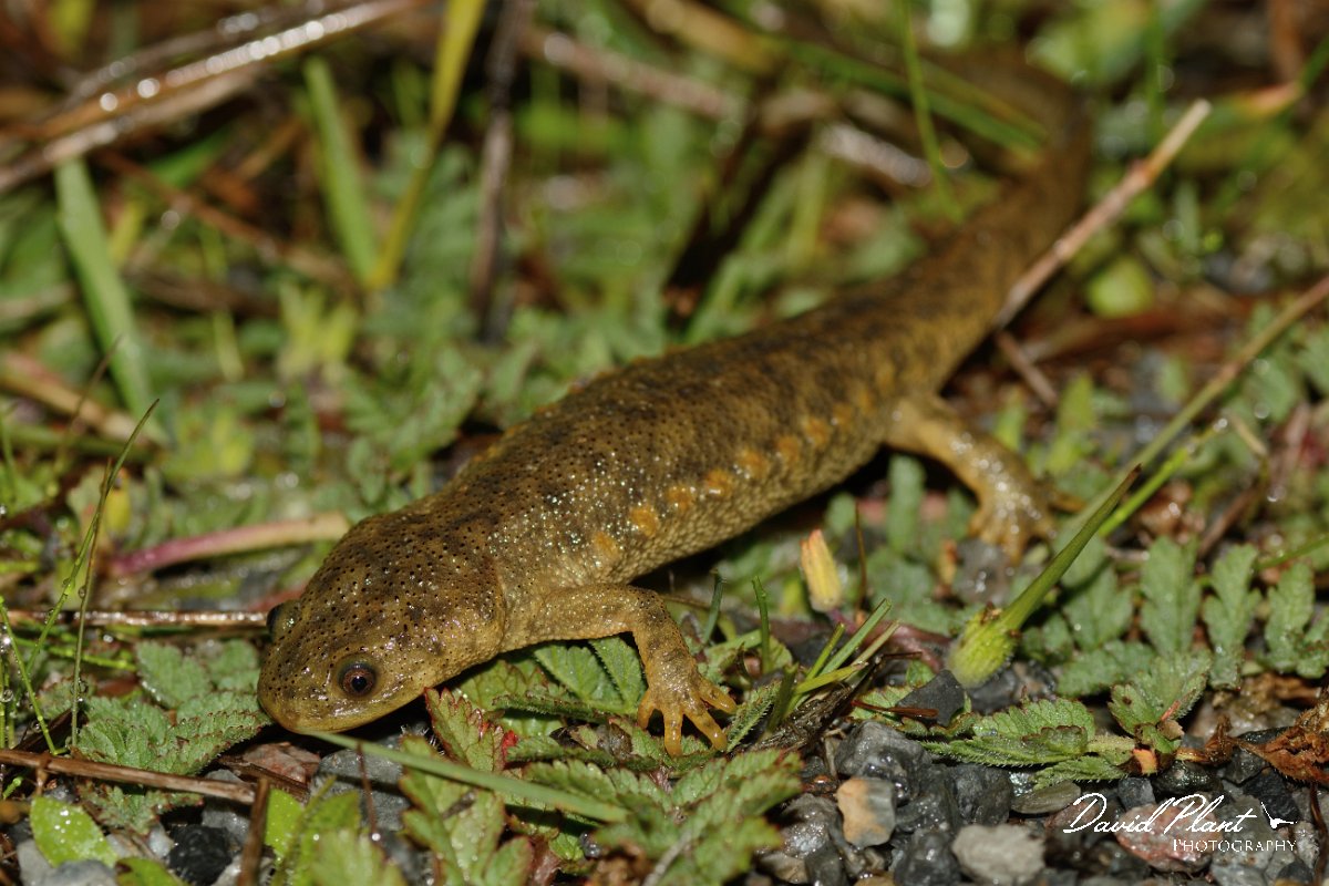 David Plant Photography - Wildlife Photography - Iberian ribbed newt - A.jpg - Sharp-ribbed newt - Castro Verde