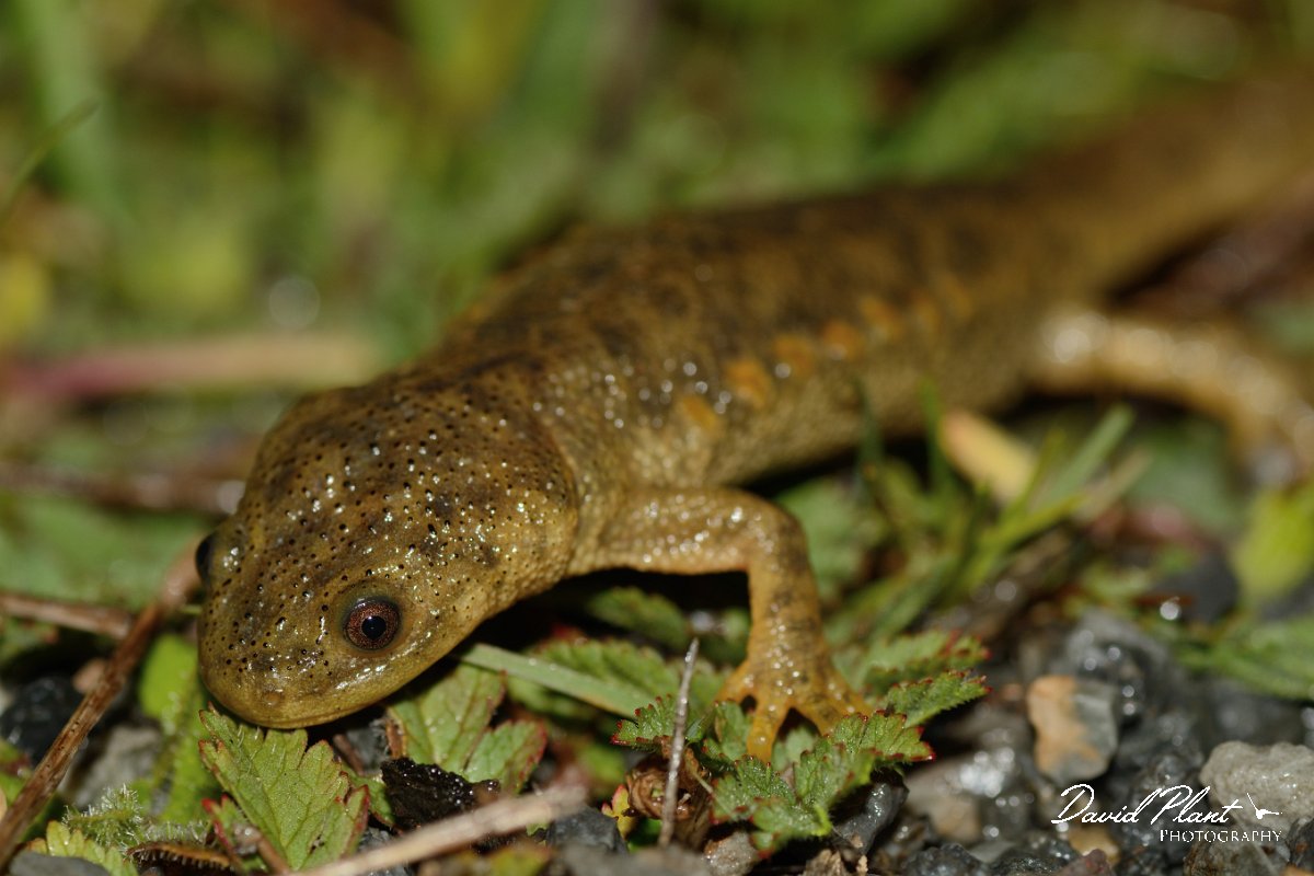 David Plant Photography - Wildlife Photography - Iberian ribbed newt - B.jpg - Sharp-ribbed newt head - Castro Verde