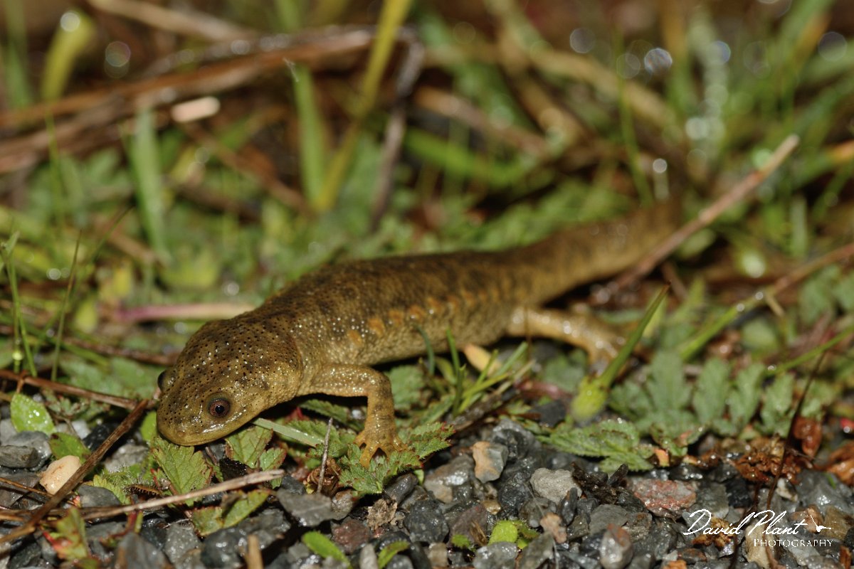 David Plant Photography - Wildlife Photography - Iberian ribbed newt - C.jpg - Sharp-ribbed newt - Castro Verde