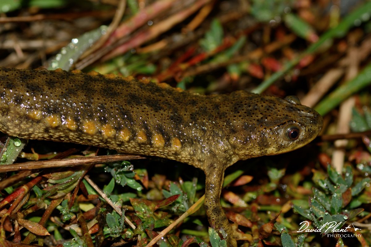 David Plant Photography - Wildlife Photography - Iberian ribbed newt - E.jpg - Sharp-ribbed newt head - Castro Verde