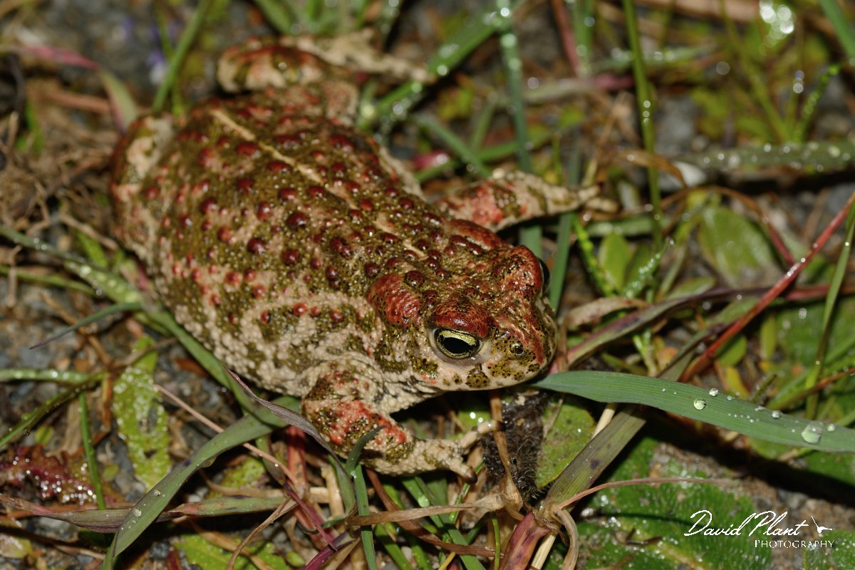 David Plant Photography - Wildlife Photography - Natterjack toad - A.jpg - Natterjack toad - Castro Verde