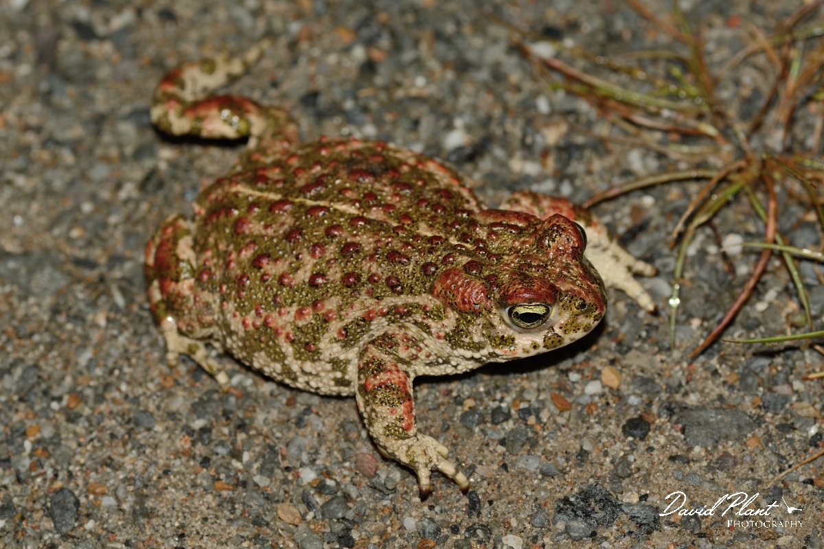 David Plant Photography - Wildlife Photography - Natterjack toad - B.jpg - Natterjack toad - Castro Verde