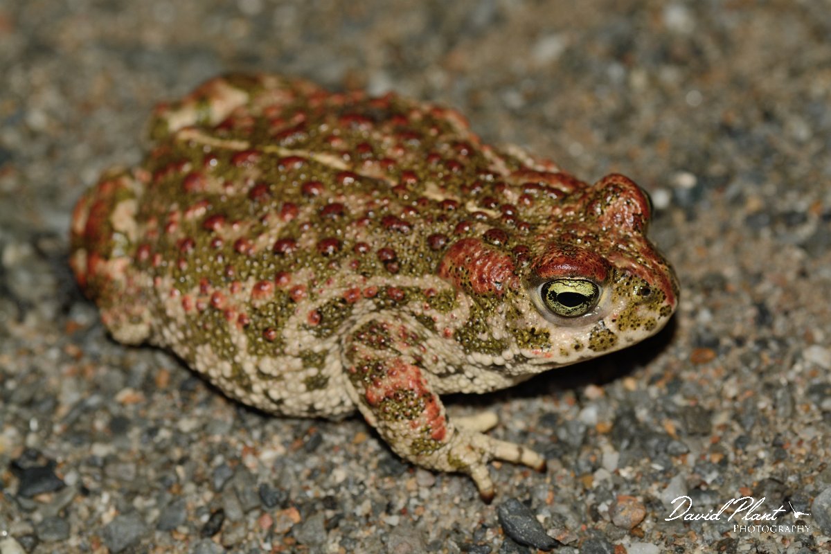 David Plant Photography - Wildlife Photography - Natterjack toad - C.jpg - Natterjack toad - Castro Verde