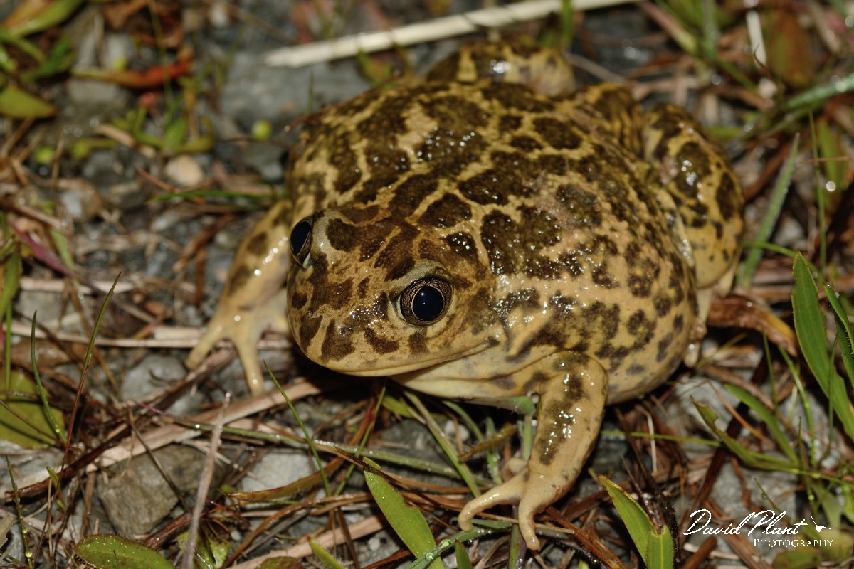 David Plant Photography - Wildlife Photography - Western spadefoot toad - A.jpg - Western spadefoot toad - Castro Verde