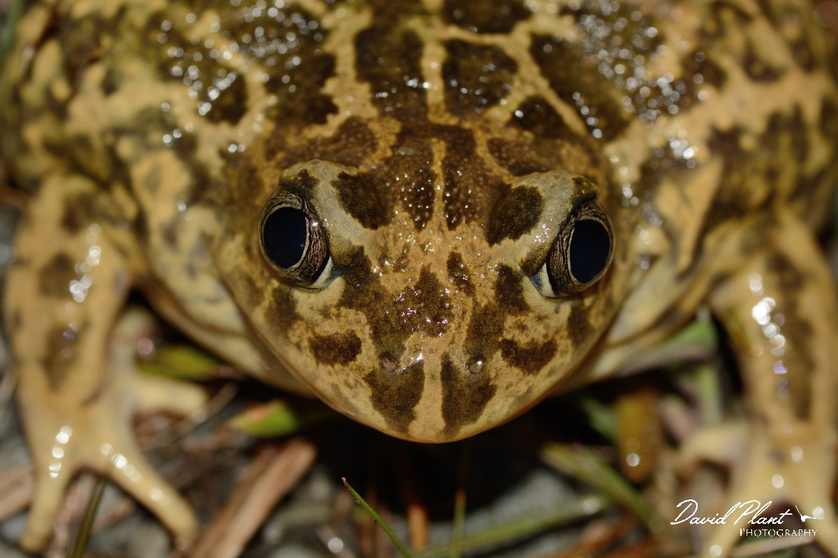 David Plant Photography - Wildlife Photography - Western spadefoot toad - B.jpg - Western spadefoot toad head - Castro Verde