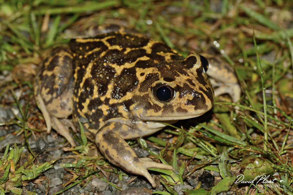 David Plant Photography - Wildlife Photography - Western spadefoot toad - C.jpg - Western spadefoot toad - Castro Verde