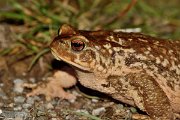 David Plant Photography - Wildlife Photography - Common toad - A