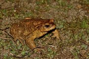 David Plant Photography - Wildlife Photography - Common toad - B