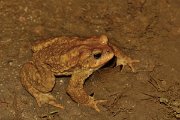 David Plant Photography - Wildlife Photography - Common toad - C