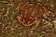 David Plant Photography - Wildlife Photography - Common toad - D