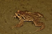 David Plant Photography - Wildlife Photography - Common toad - E