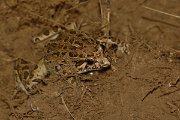 David Plant Photography - Wildlife Photography - Iberian painted frog - A