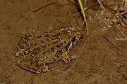 David Plant Photography - Wildlife Photography - Iberian painted frog - B