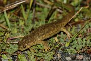 David Plant Photography - Wildlife Photography - Iberian ribbed newt - A