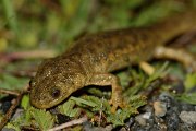 David Plant Photography - Wildlife Photography - Iberian ribbed newt - B