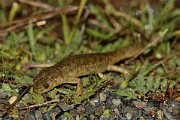 David Plant Photography - Wildlife Photography - Iberian ribbed newt - C