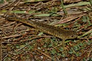 David Plant Photography - Wildlife Photography - Iberian ribbed newt - D