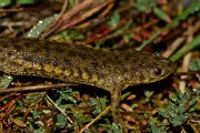 David Plant Photography - Wildlife Photography - Iberian ribbed newt - E