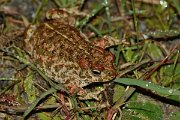 David Plant Photography - Wildlife Photography - Natterjack toad - A