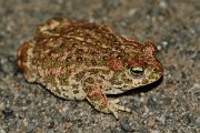 David Plant Photography - Wildlife Photography - Natterjack toad - C