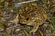 David Plant Photography - Wildlife Photography - Western spadefoot toad - A