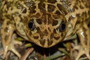 David Plant Photography - Wildlife Photography - Western spadefoot toad - B