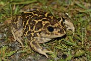 David Plant Photography - Wildlife Photography - Western spadefoot toad - C