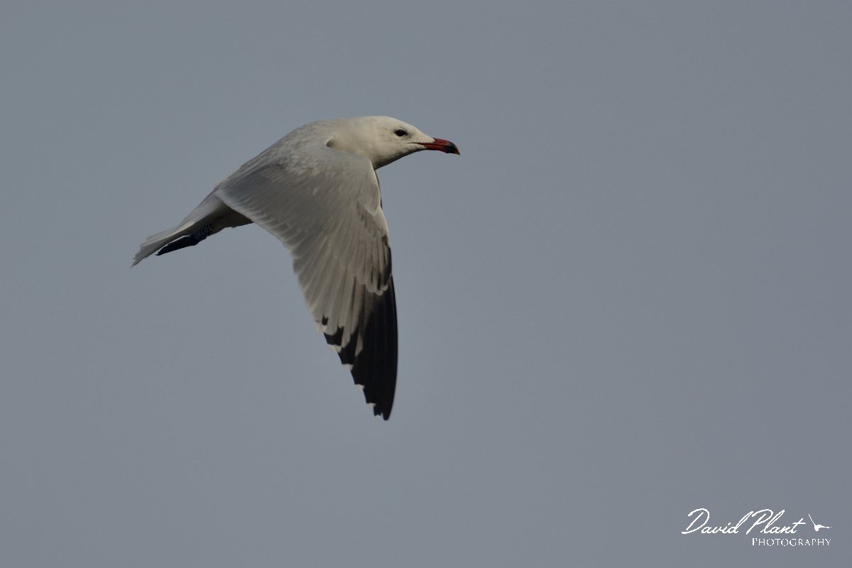 DPP - Wildlife Photography - Audouin's gull - C.jpg - Audouin's gull in flight - Foz do Almargem