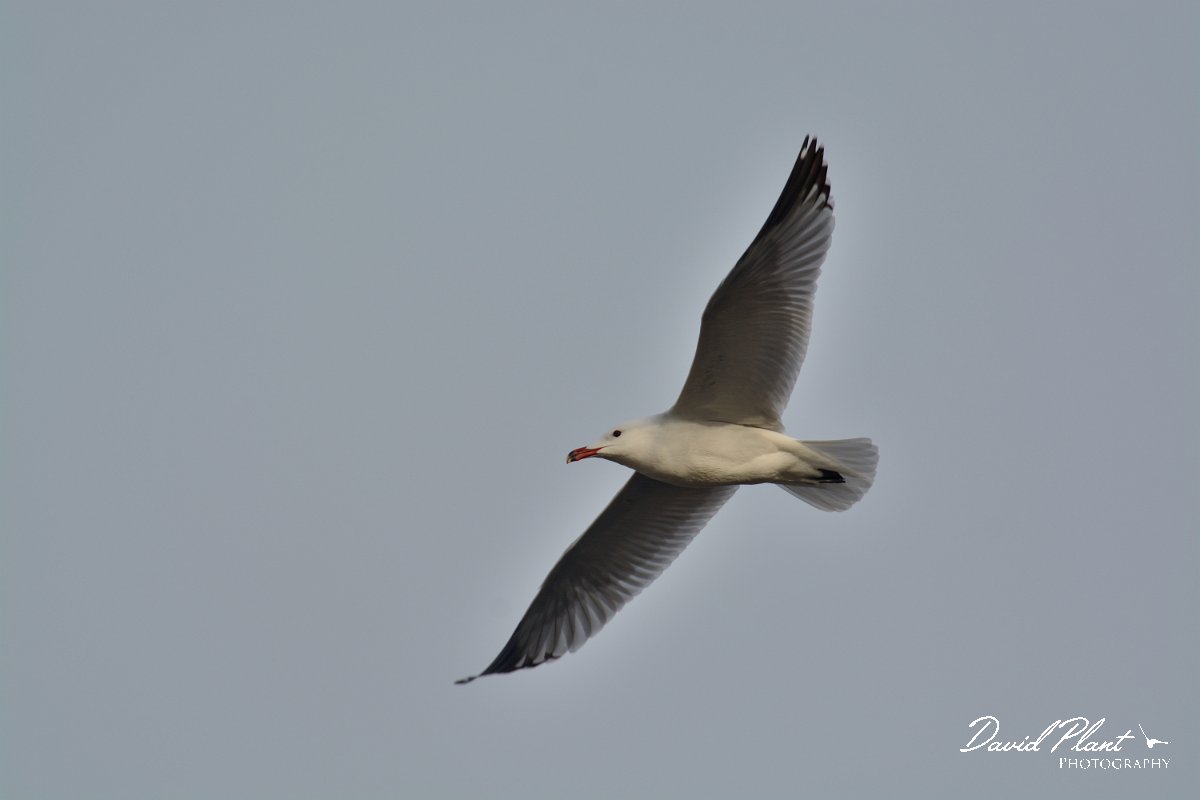 DPP - Wildlife Photography - Audouin's gull - E.jpg - Audouin's gull in flight - Foz do Almargem