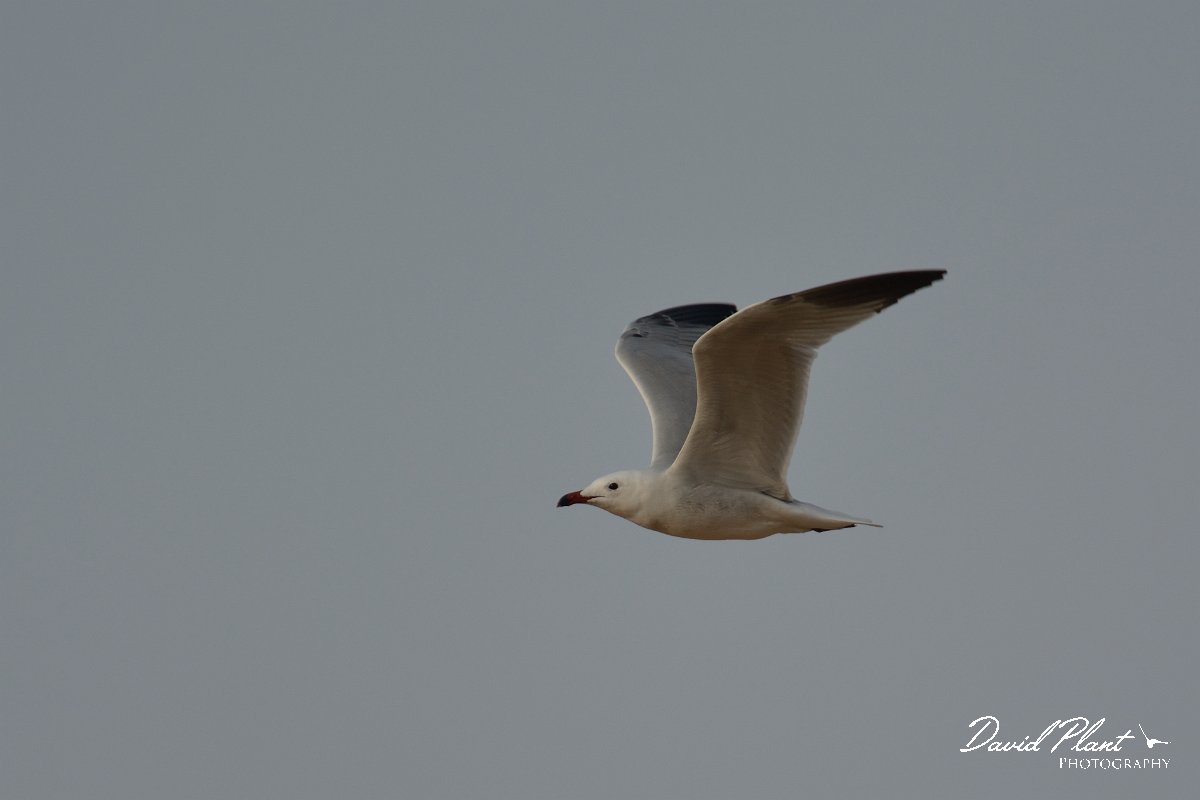 DPP - Wildlife Photography - Audouin's gull - F.jpg - Audouin's gull in flight - Foz do Almargem