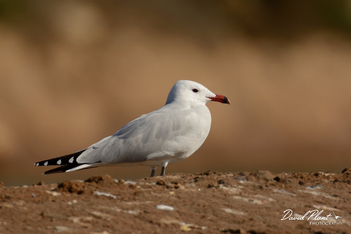 DPP - Wildlife Photography - Audouin's gull - G.jpg - Audouin's gull - Sitio das 4 Aguas