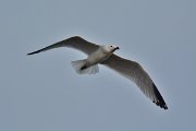 DPP - Wildlife Photography - Audouin's gull - B