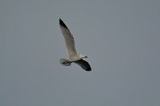 DPP - Wildlife Photography - Audouin's gull - D