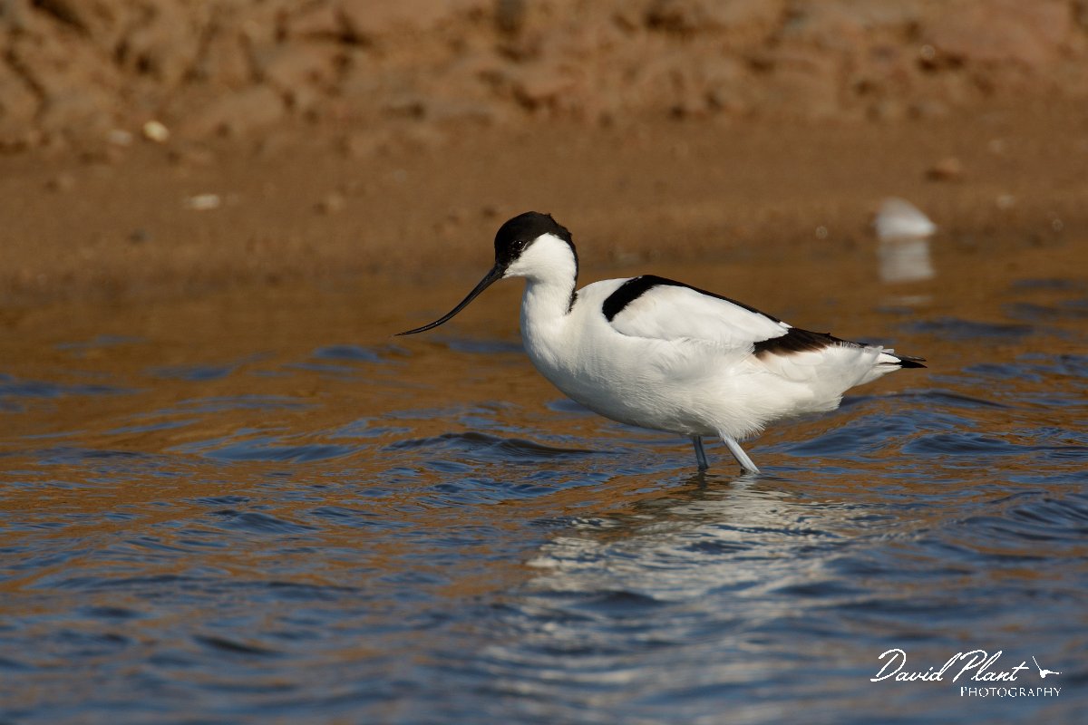 DPP - Wildlife Photography - Avocet - A.jpg - Avocet - Sitio das 4 Aguas